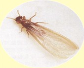供应白蚁防治公司，害虫防治，四害防治，鼠害防治，蟑螂防治，蚊虫防治，臭虫防治